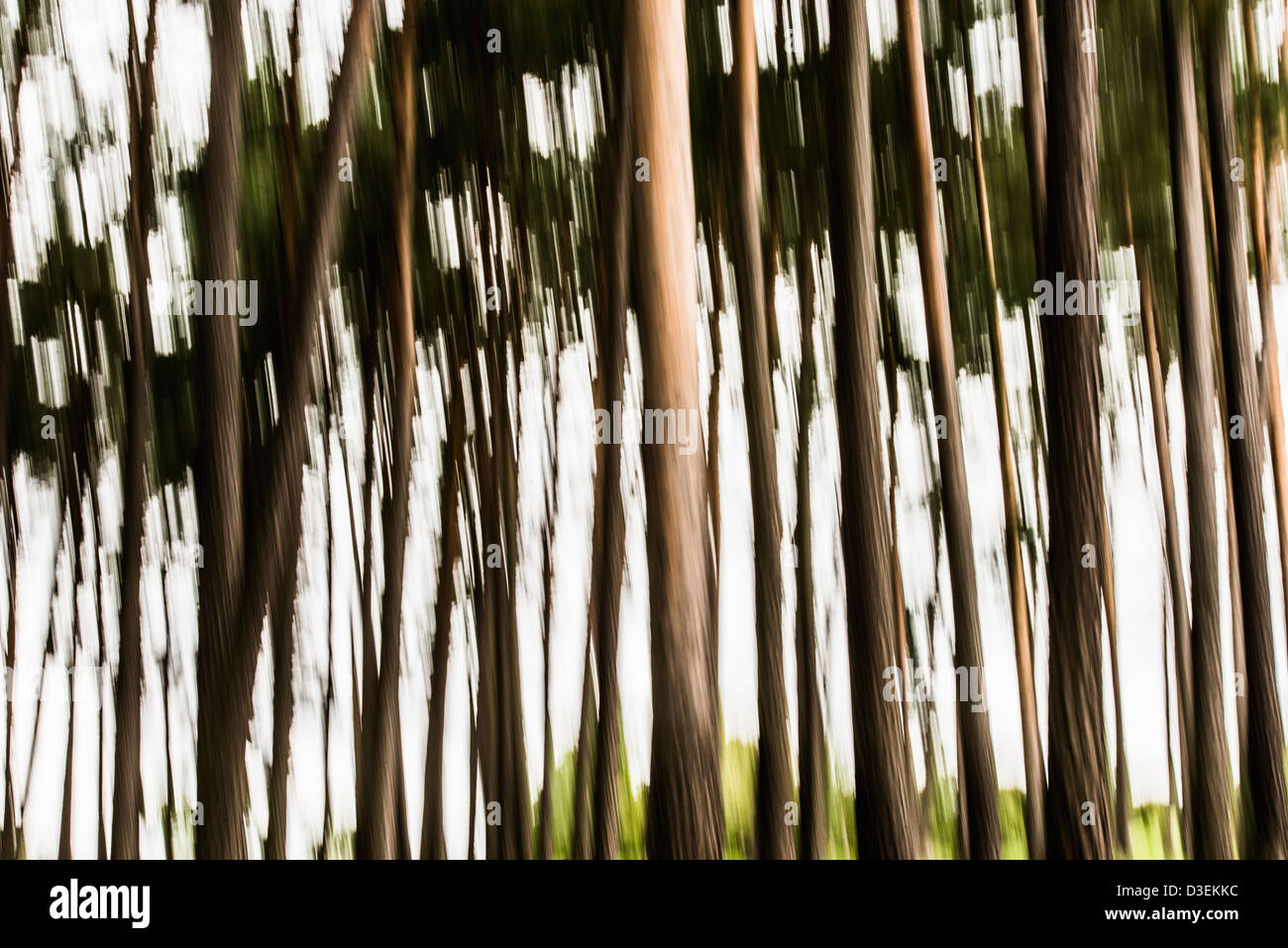 Abstrakte Wald Szene mit unscharf und traumhafte Baumstämme Stockfoto