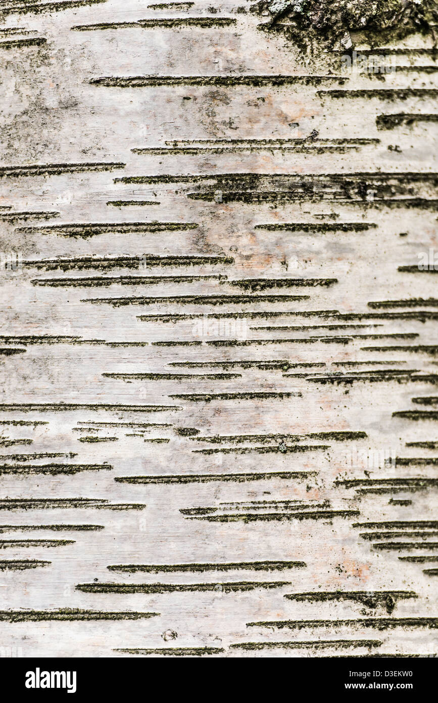 Detail der Birkenrinde auf Baumstamm im Wald Stockfoto