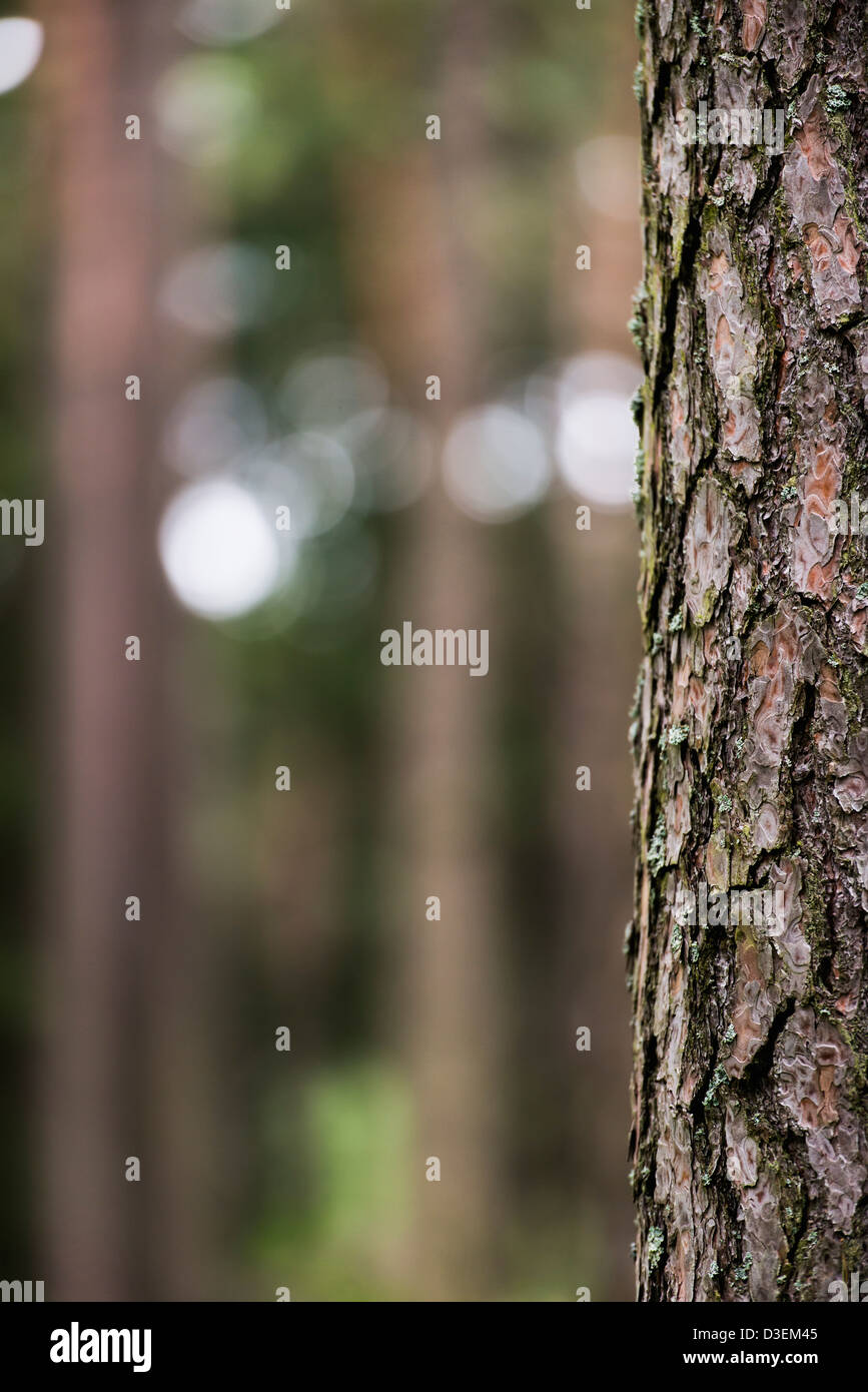 Natur-Szene mit flachen Fokus der Kiefer Baumstamm im Wald Stockfoto