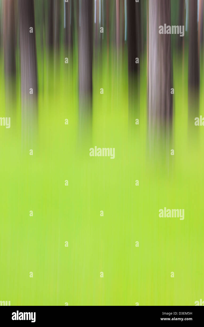 Abstrakte Wald Szene mit unscharf und traumhafte Baumstämme und grünen Rasen bietet Exemplar Stockfoto