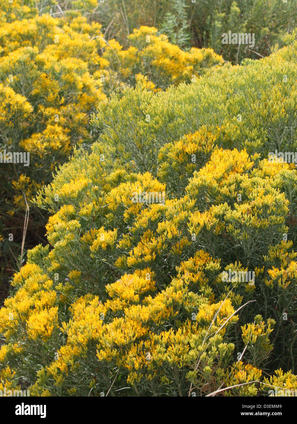 Petrified Forest National Park Pflanzen Kautschuk Rabbitbrush Stockfoto