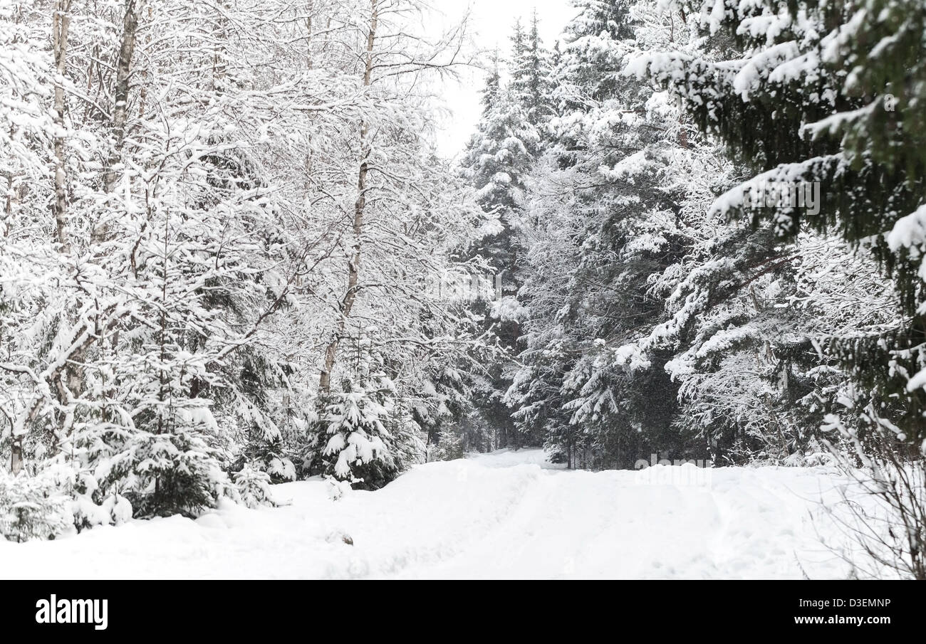 Natur Hintergrund verschneiter Straße im kalten Winterwald Stockfoto