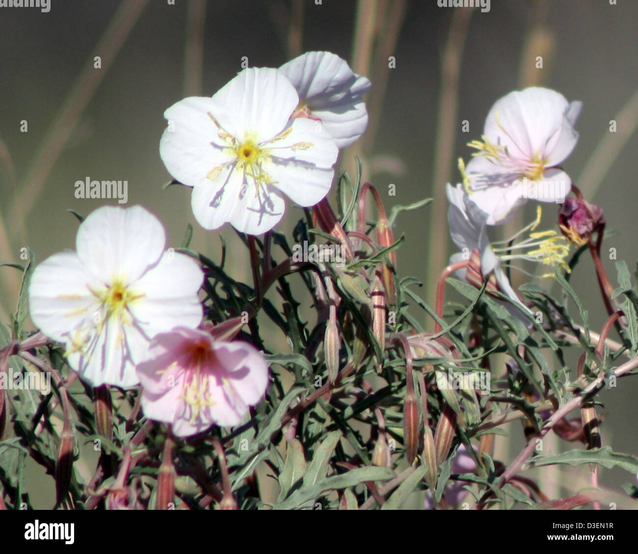Die blasse Nachtkerze (Oenothera pallida) ist eine Wildblume, die in der Painted Desert Region des Petrified Forest National Park gefunden wird. Die zarten Blüten verleihen der Wüstenlandschaft Farbe. Stockfoto