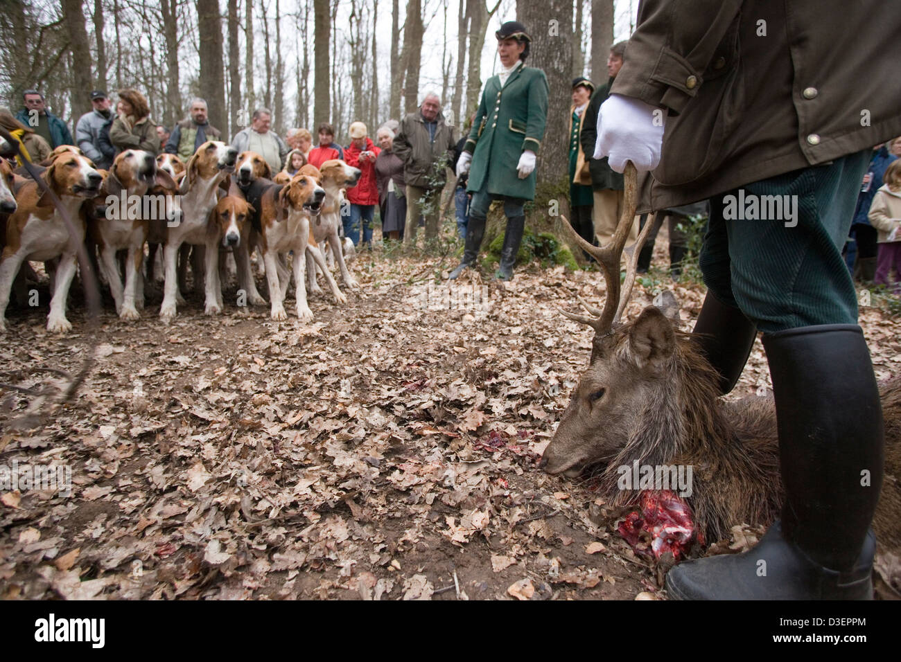 Im Rahmen der Abschlussveranstaltung der Rallye L'Aumance Jagd hält der Jäger das Geweih des Hirsches gehäutet und entkernt Stockfoto