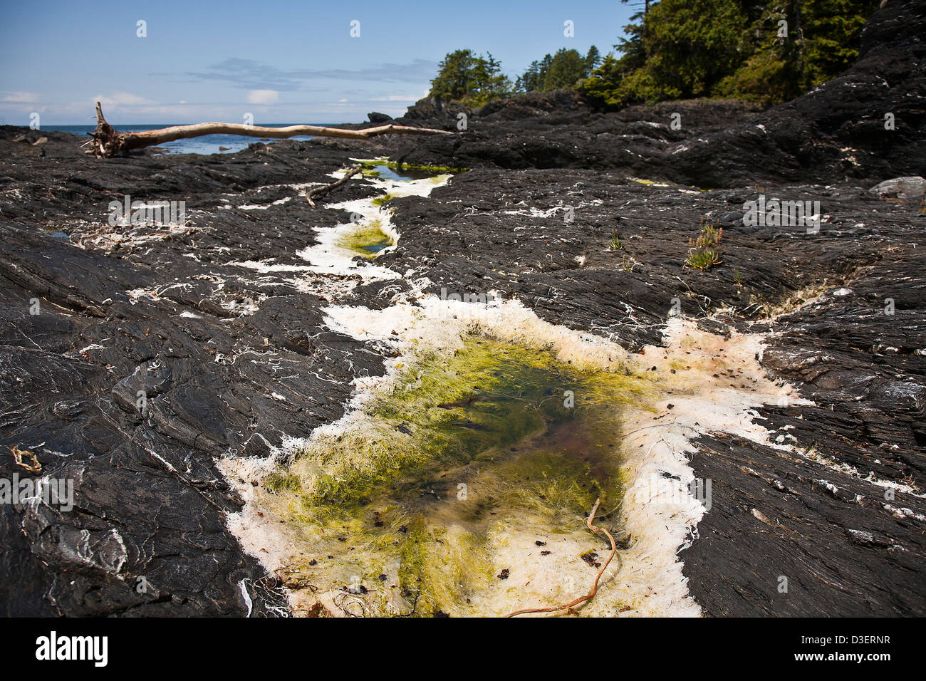 Tidepools voll von Algen im botanischen Beach (Juan de Fuca Provincial Park), Vancouver Island, British Columbia, Kanada Stockfoto