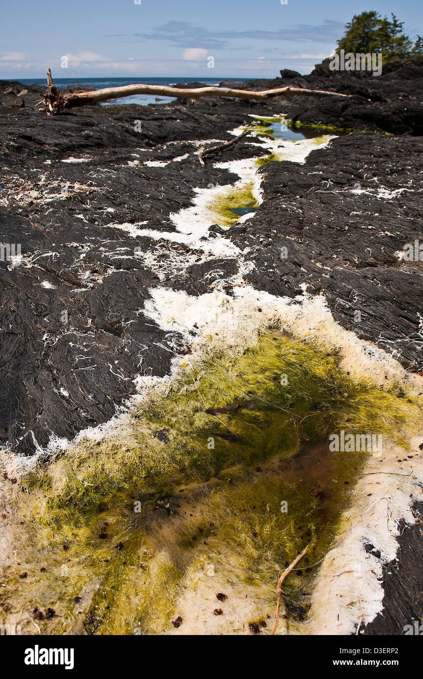 Tidepools voll von Algen im botanischen Beach (Juan de Fuca Provincial Park), Vancouver Island, British Columbia, Kanada Stockfoto