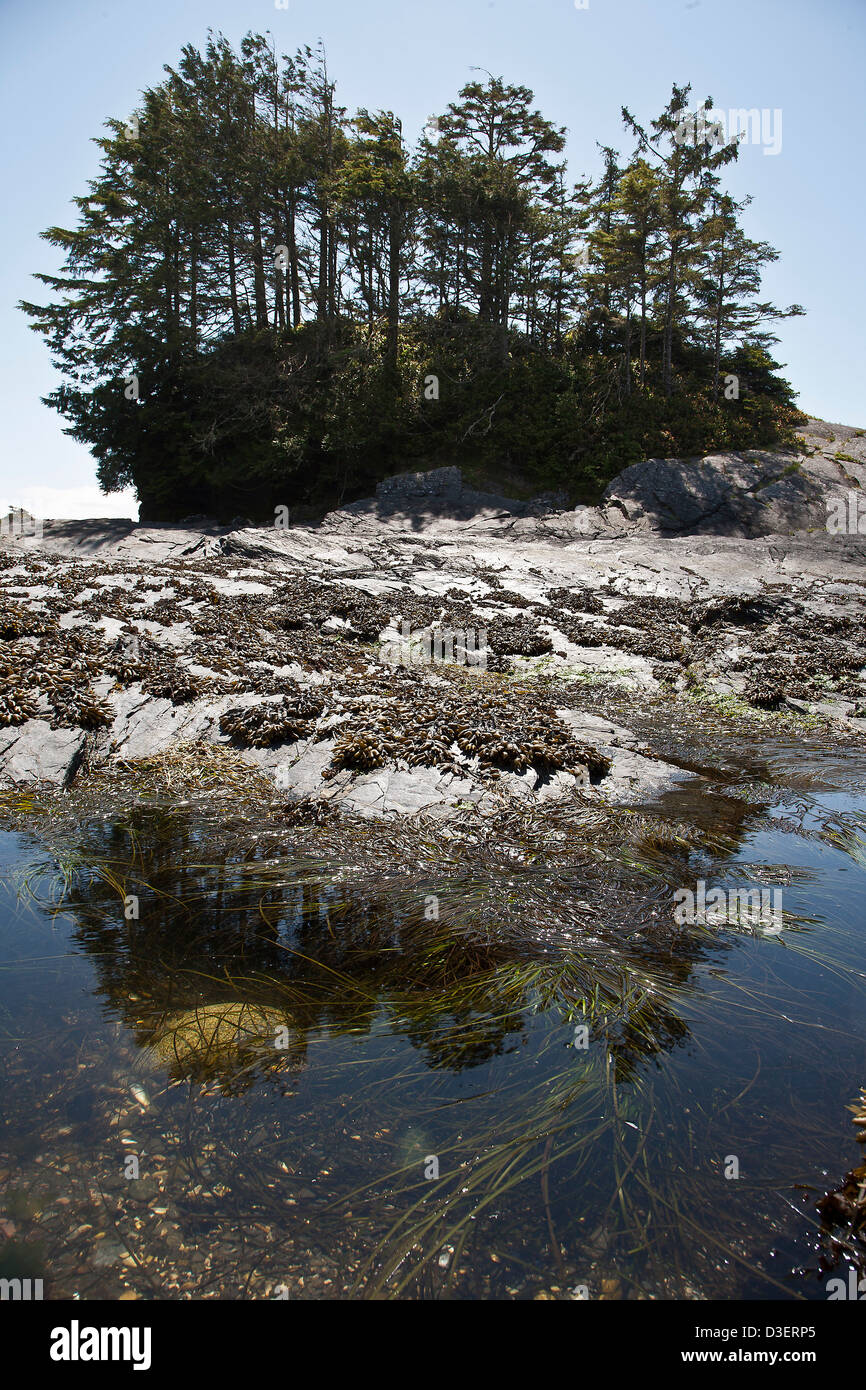Tidepool und Bäume auf botanische Strand (Juan de Fuca Provincial Park), Vancouver Island, British Columbia, Kanada Stockfoto