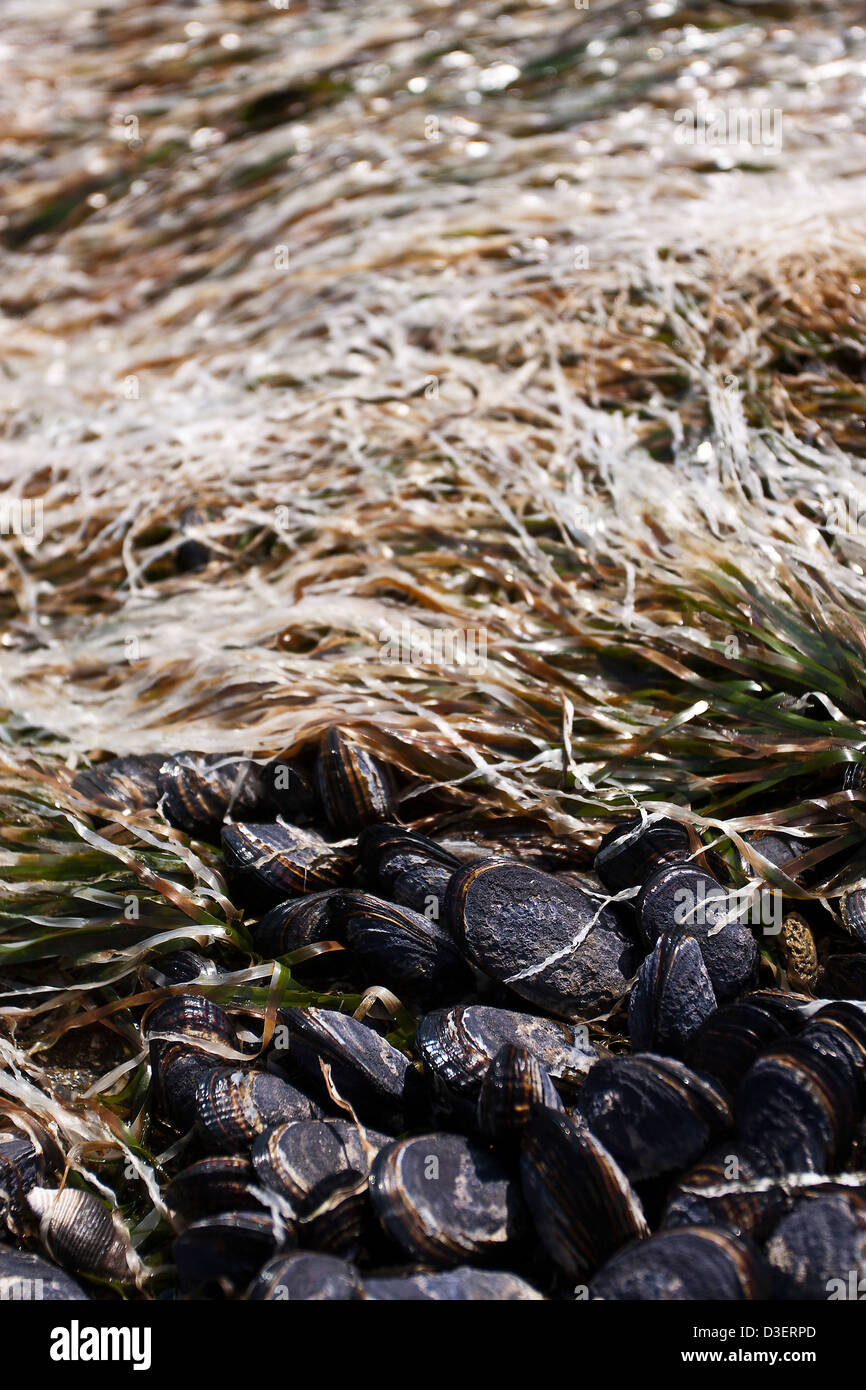 Surf-Grass (Phyllospadix Scouleri) und California Miesmuscheln (Mytilus Californianus) an der Botany Bay (Juan de Fuca Provincial Park) Stockfoto