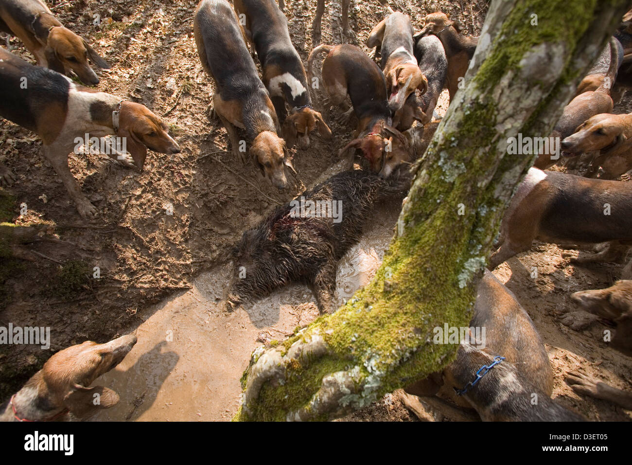 Pointevin Hunde von Vautrait de Banassat Jagd holen die Leiche des Wildschweins, die sie für über eine Stunde lang verfolgt hatte Stockfoto