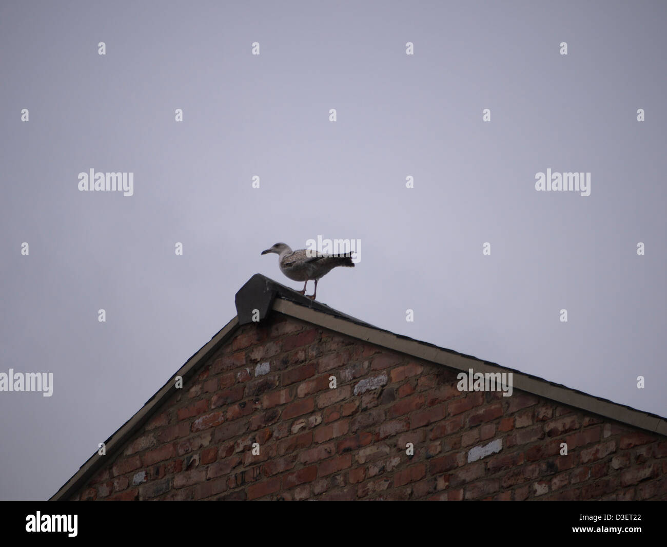 Möve auf einem Gebäudedach, Grimsby Stockfoto