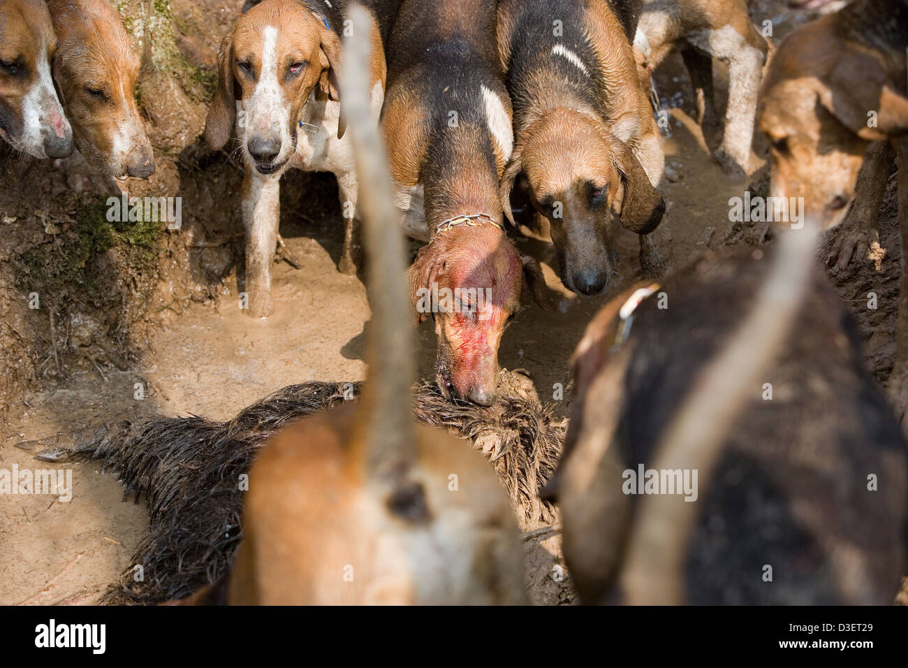 Pointevin Hunde von Vautrait de Banassat Jagd holen die Leiche des Wildschweins, die sie für über eine Stunde lang verfolgt hatte Stockfoto