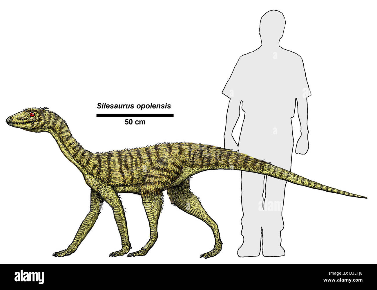 Silesaurus opolensis ist eine Dinosaurierart, die im Petrified Forest National Park in Arizona entdeckt wurde. Die Art lebte in der späten Trias und trug zur paläontologischen Forschung und Fossiliensammlung des Parks bei. Stockfoto