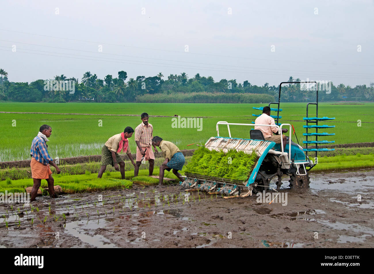 Indien-indische Reis Pflanzmaschine Alappuzha Alleppey Kerala Stockfoto