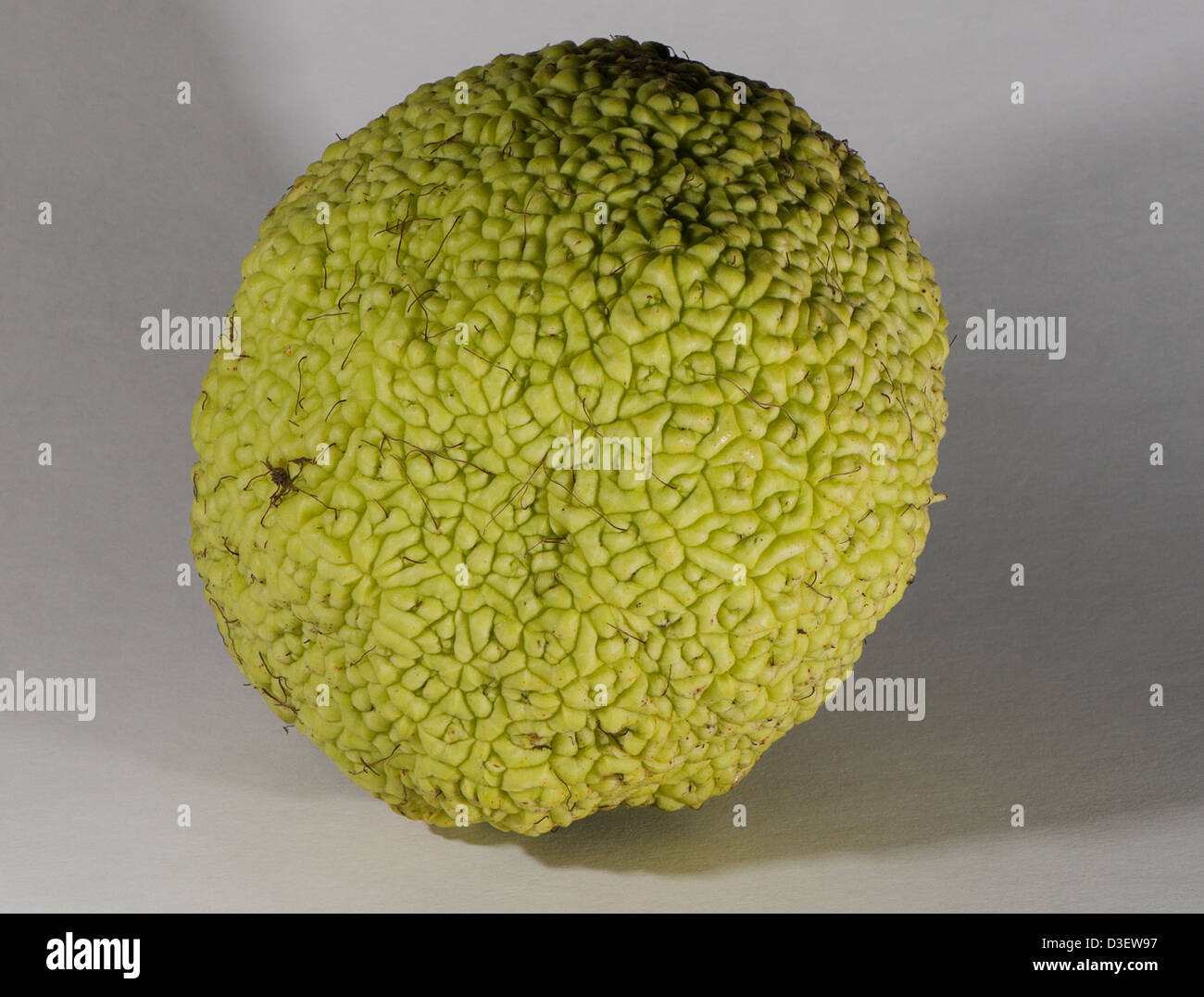 Frucht der Maclura Pomifera Osage-orange Stockfoto