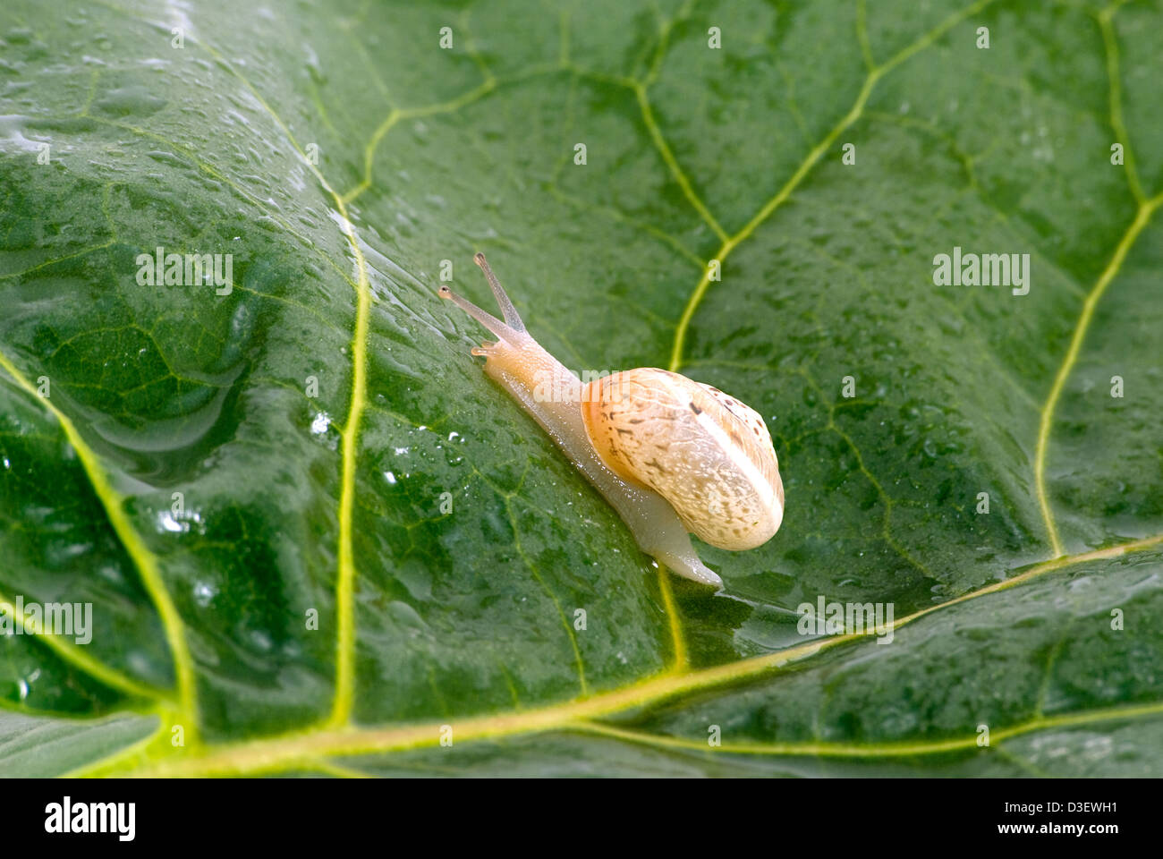 Die Schnecke Crawl auf grün Stockfoto