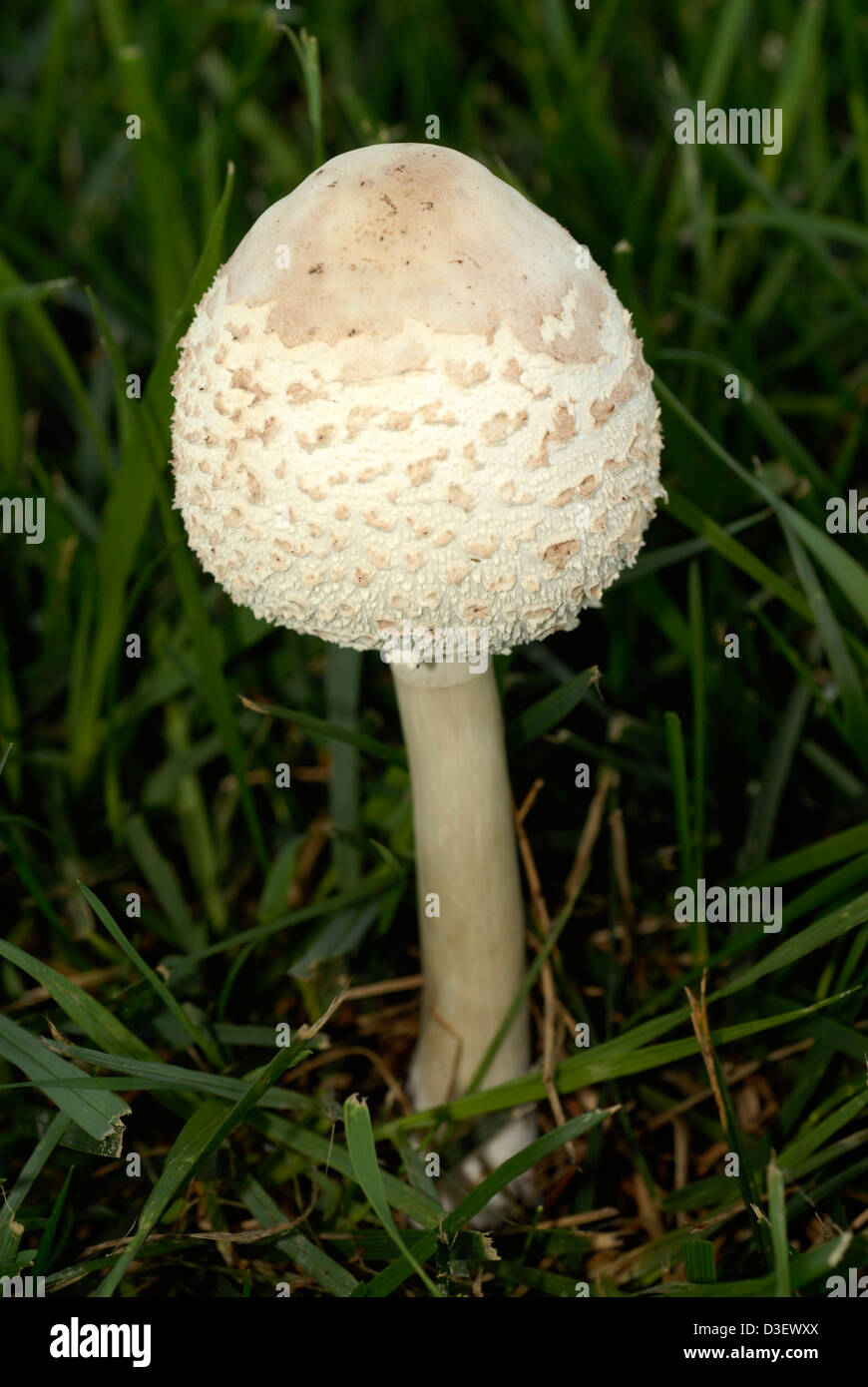 Parasol Pilz, Macrolepiota procera Stockfoto