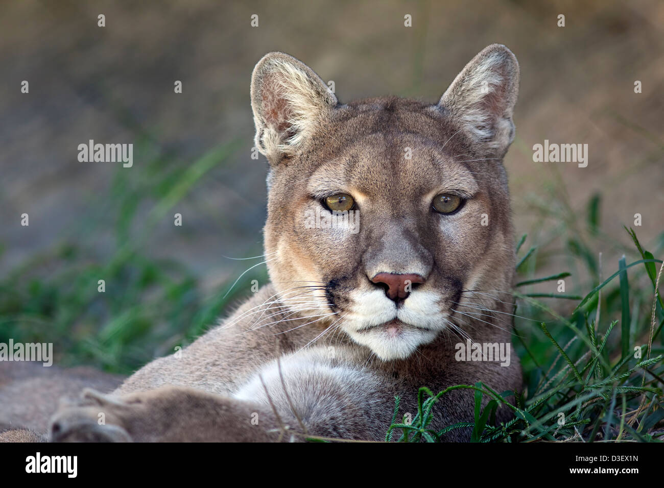 eine-nahaufnahme-von-einer-festlegung-in-dem-rasen-bergl-we-puma