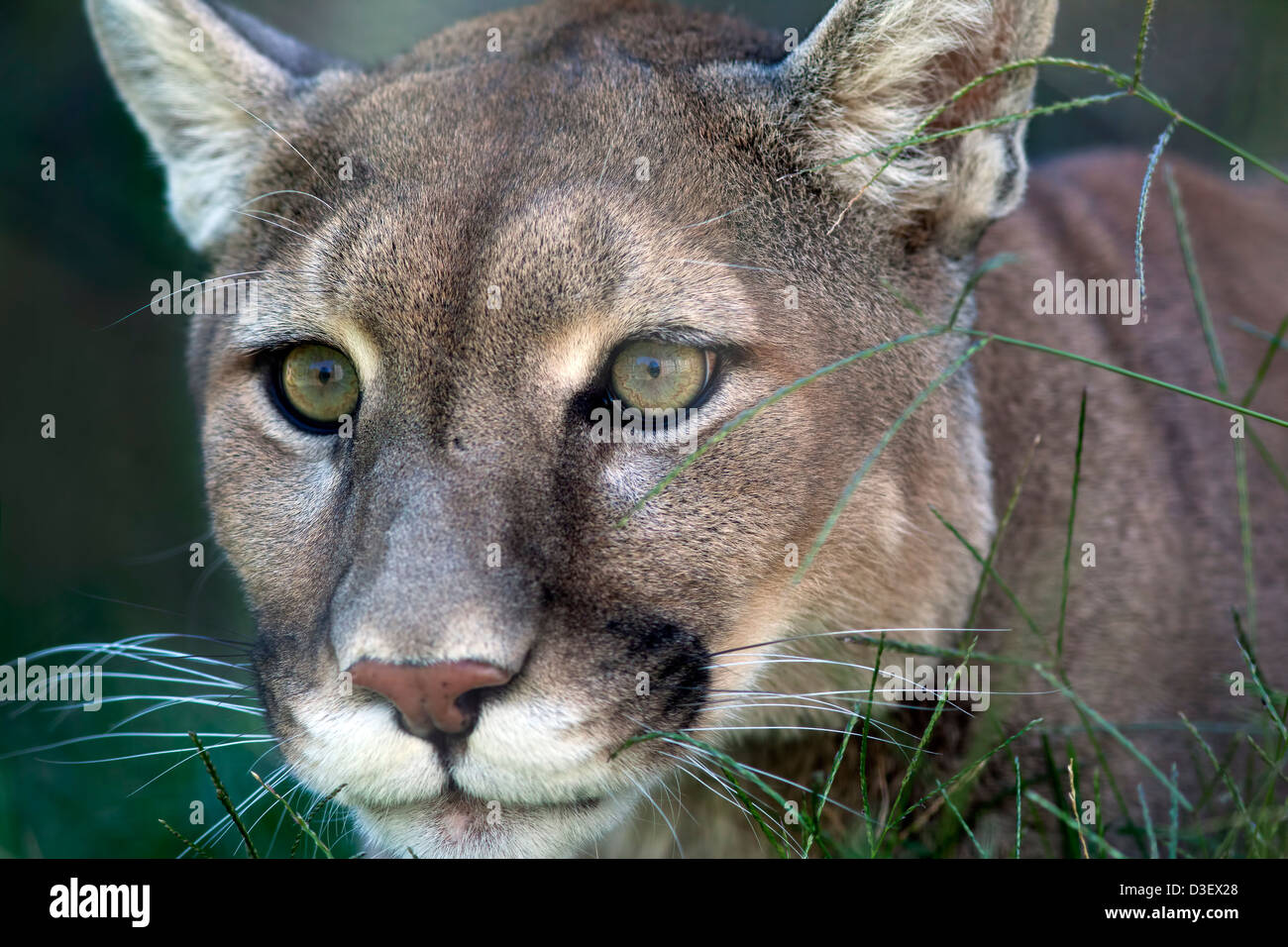 Eine Nahaufnahme von einem Berglöwe (Puma Concolor) im Gras stalking seine Beute. Stockfoto