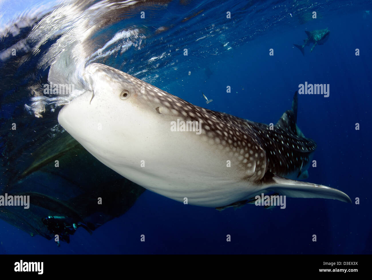 Walhai (Rhincodon Typus) versammeln sich unter Angeln Plattformen, um feed von Fishermens Netze, Papua, Indonesien. Stockfoto