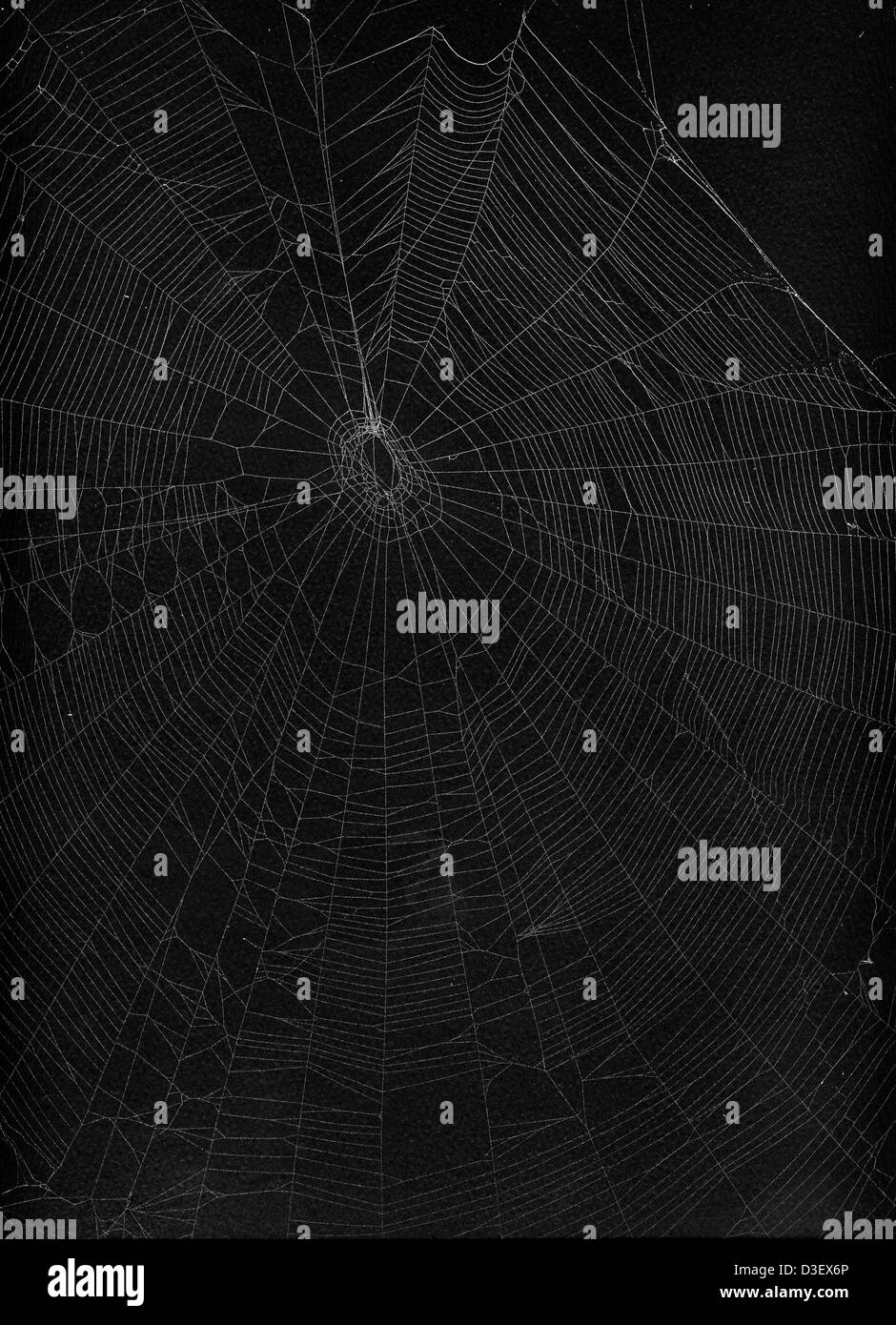 Orb-Spinnennetz Stockfoto