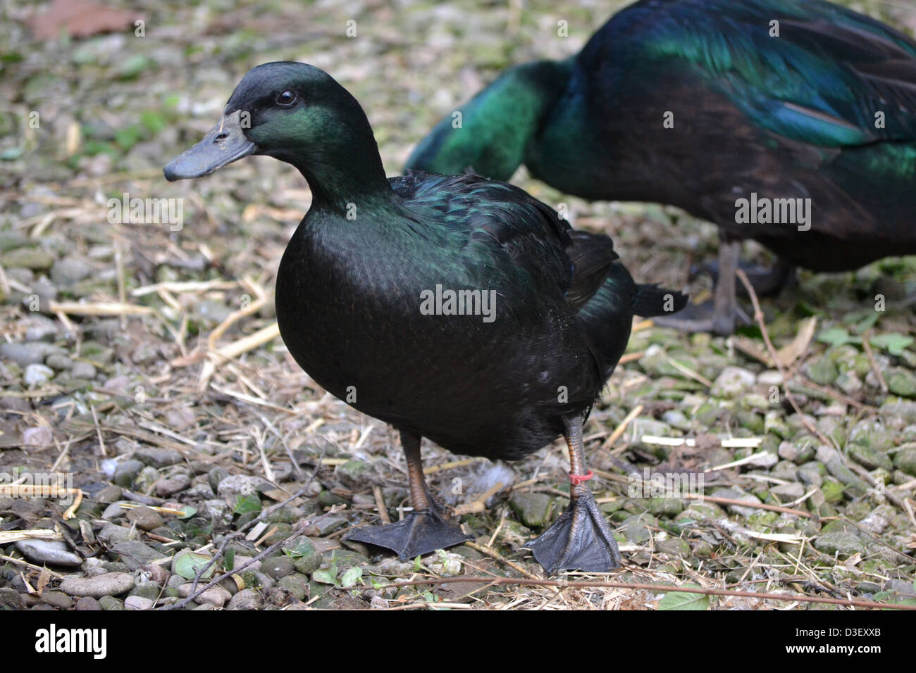 Schwarzen ostindischen Ente Stockfoto