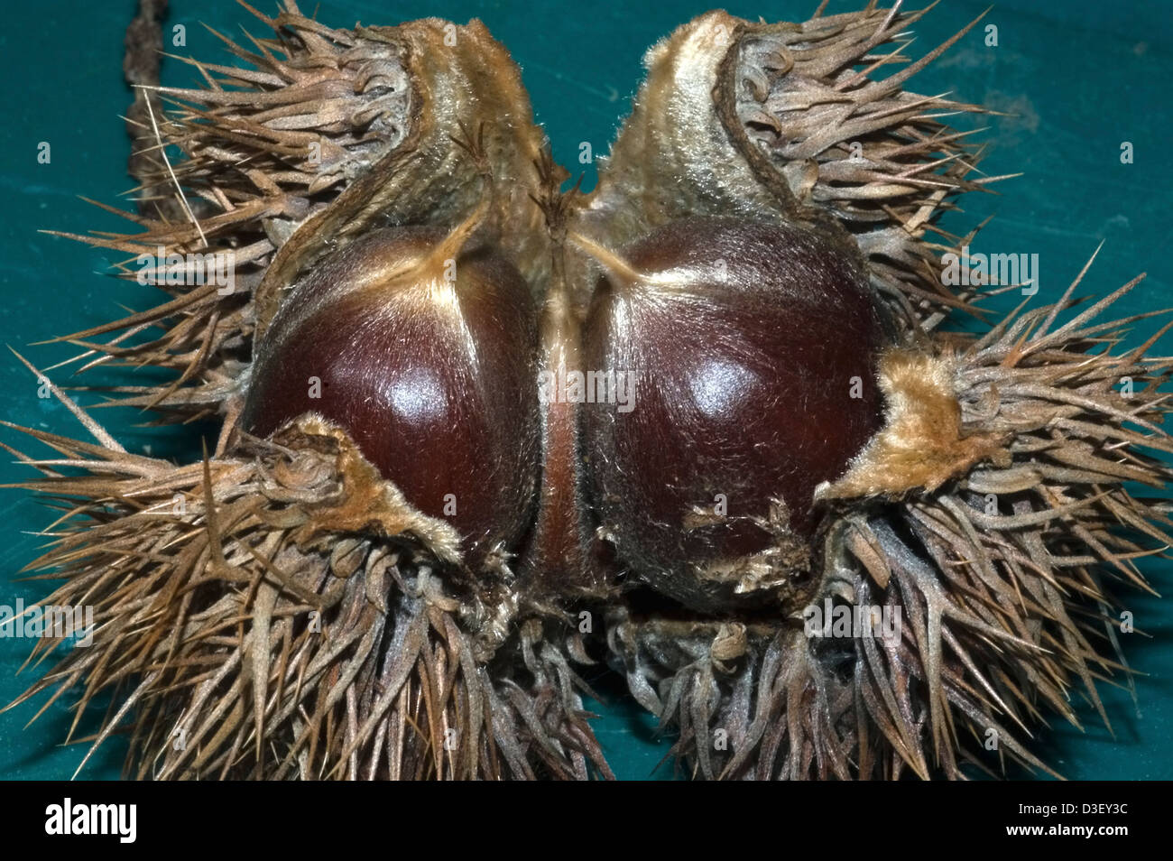 Chinesische Kastanien Stockfoto