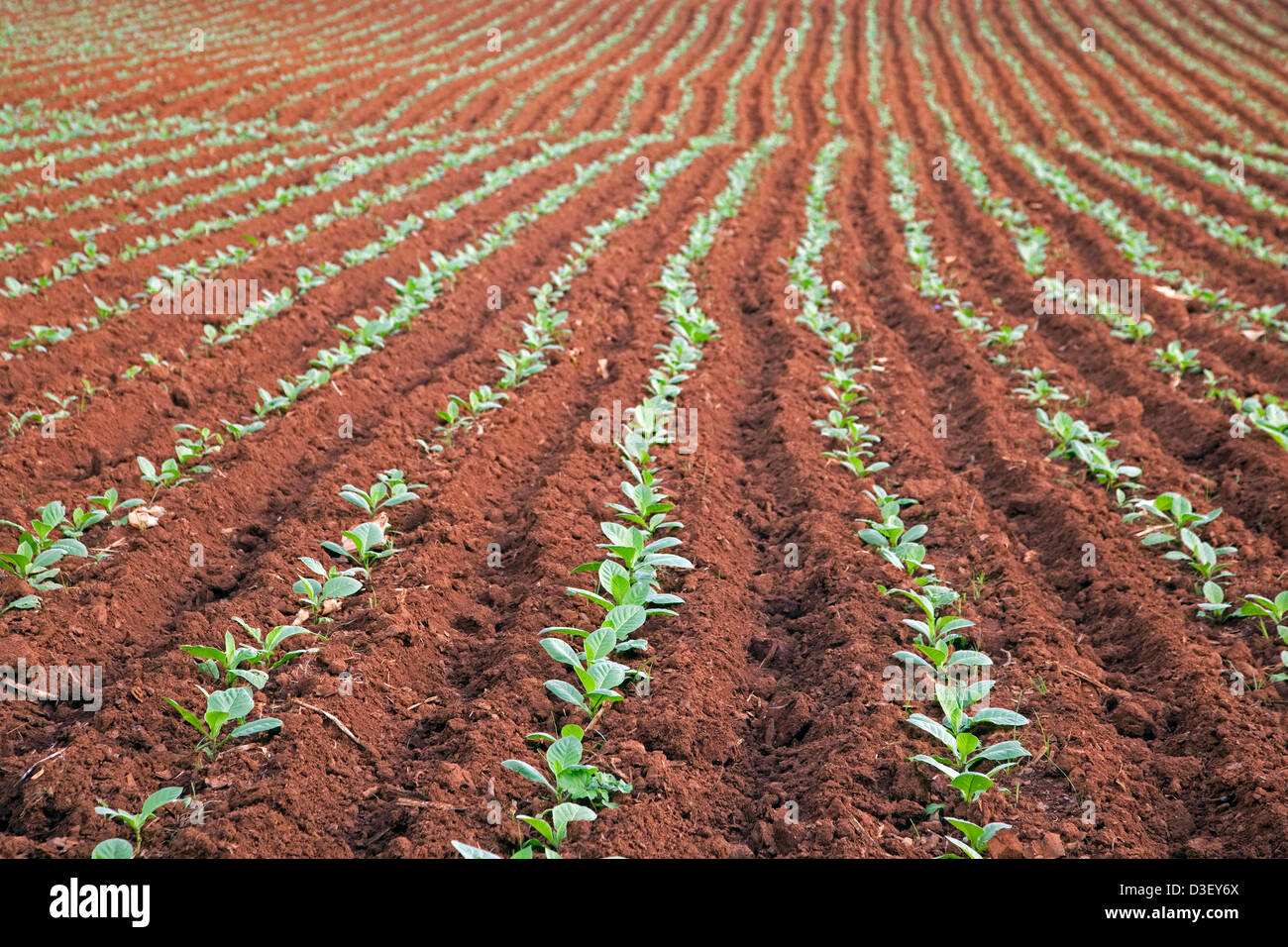 Tabak-Plantage im Viñales-Tal / Valle de Viñales, Sierra de Los Organos, Pinar del Río, Kuba, Caribbean Stockfoto