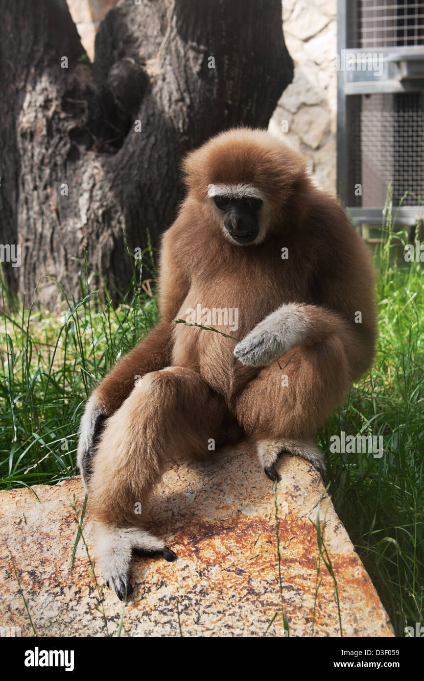 Traurigen Affen - Gibbon mit einem Zweig in der hand Stockfoto