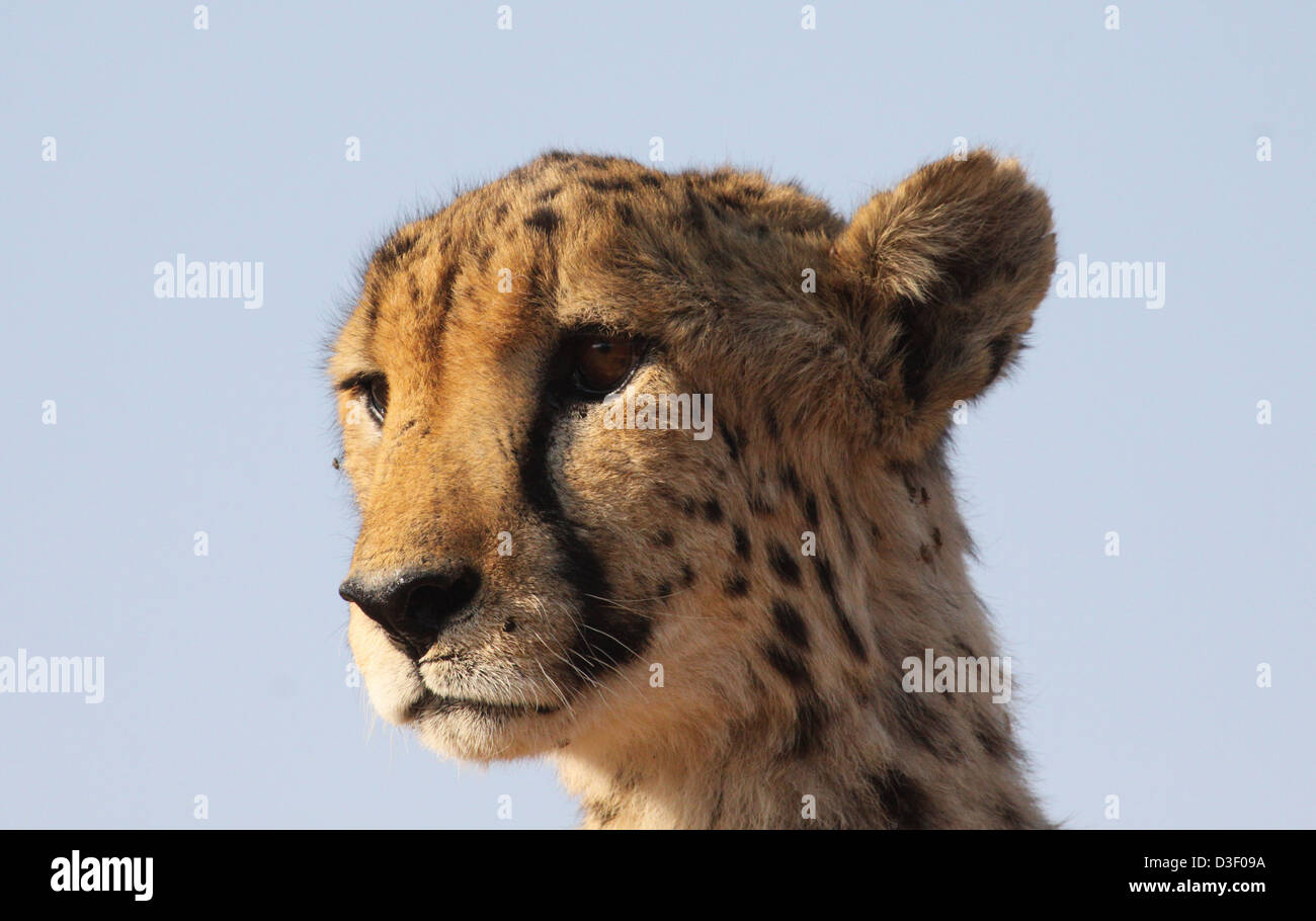 Gepard im Africat Foundation, Namibia Stockfoto