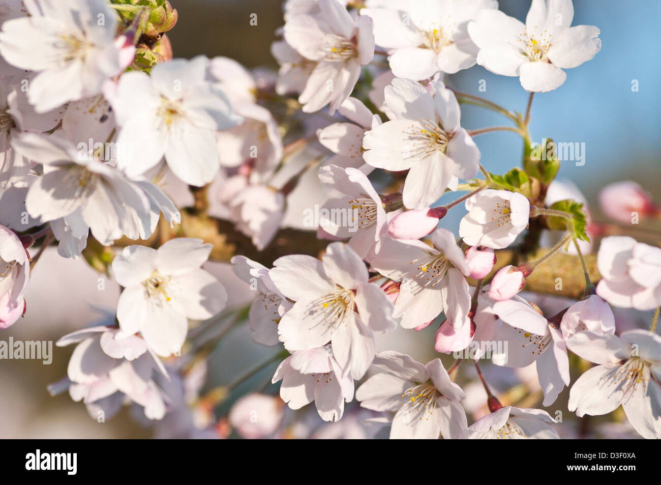 PRUNUS X YEDOENSIS SHIDARE YOSHINO Stockfoto