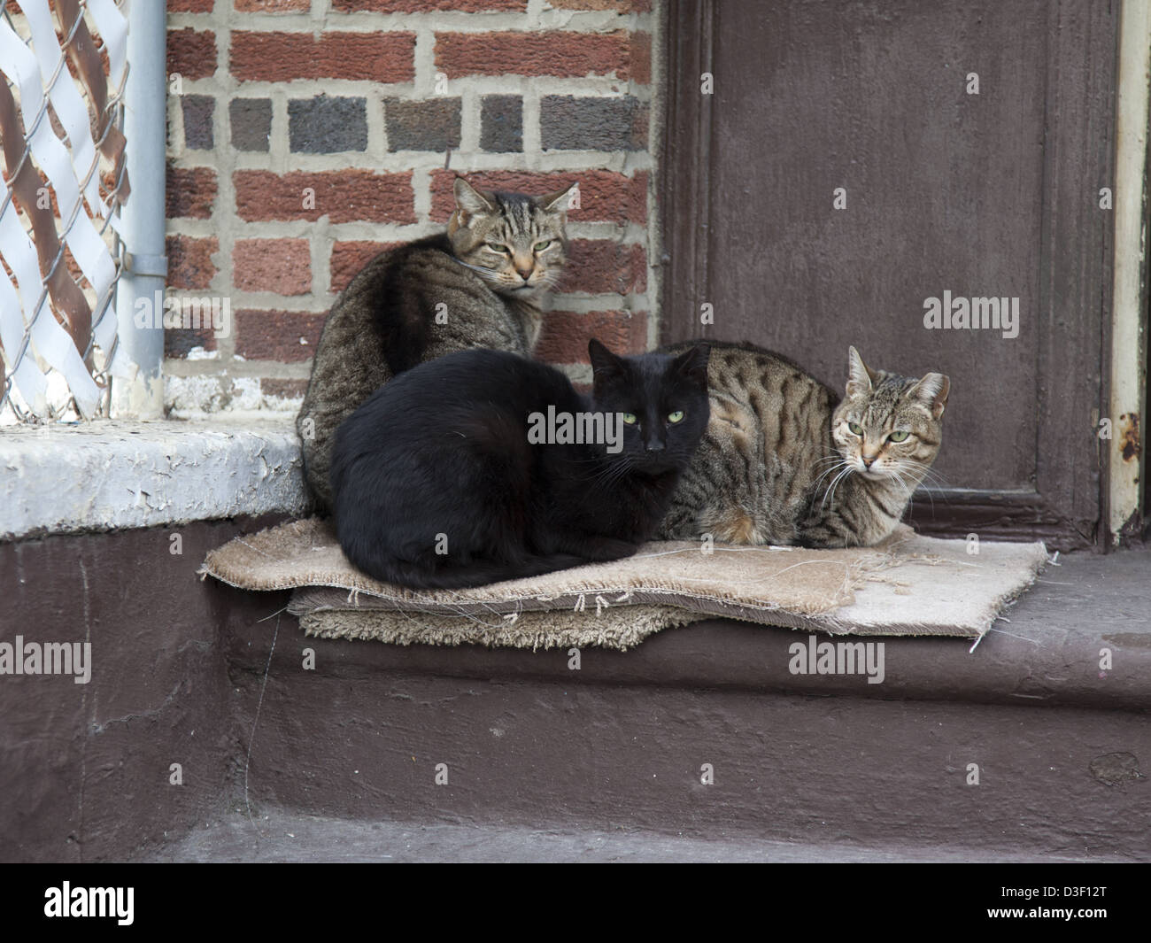 Gruppe von Katzen zusammenhalten warm im Winter auf ein Mehrfamilienhaus Stoop in Brooklyn, New York. Stockfoto