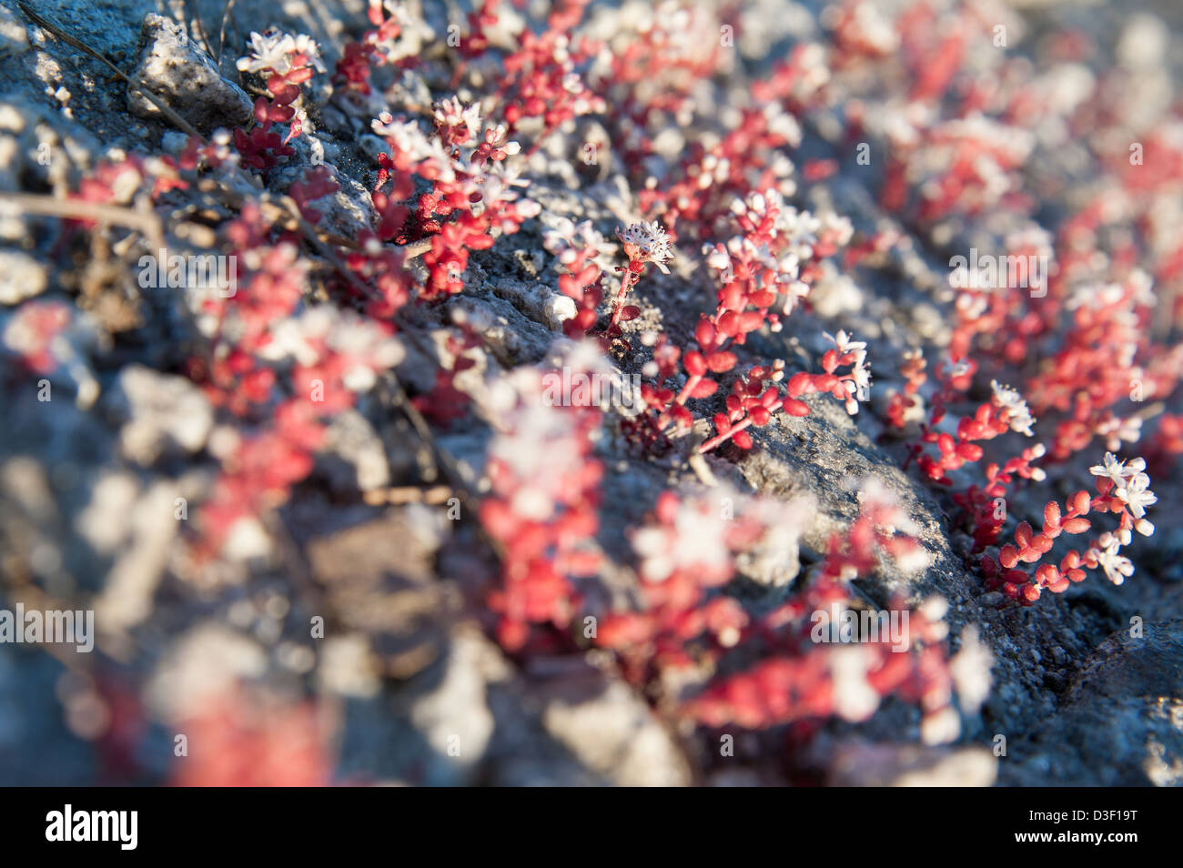 Rotes Moos (Diamorpha smallii), das im Licht des Sonnenuntergangs im Stone Mountain Park in der Nähe von Atlanta, Georgia, leuchtet. Stockfoto