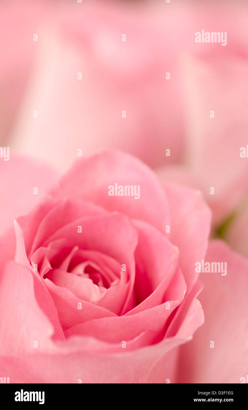 Nahaufnahme von rosa Rosen. Schöne rosebuds in Pastell rosa Farbe. Kopieren Sie Platz im oberen Teil des Bildes. Stockfoto