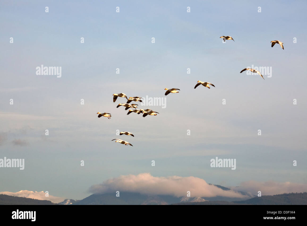 WASHINGTON - Schnee Gänse im Flug über den Fir Insel Teil der Skagit Wildlife Area. Stockfoto