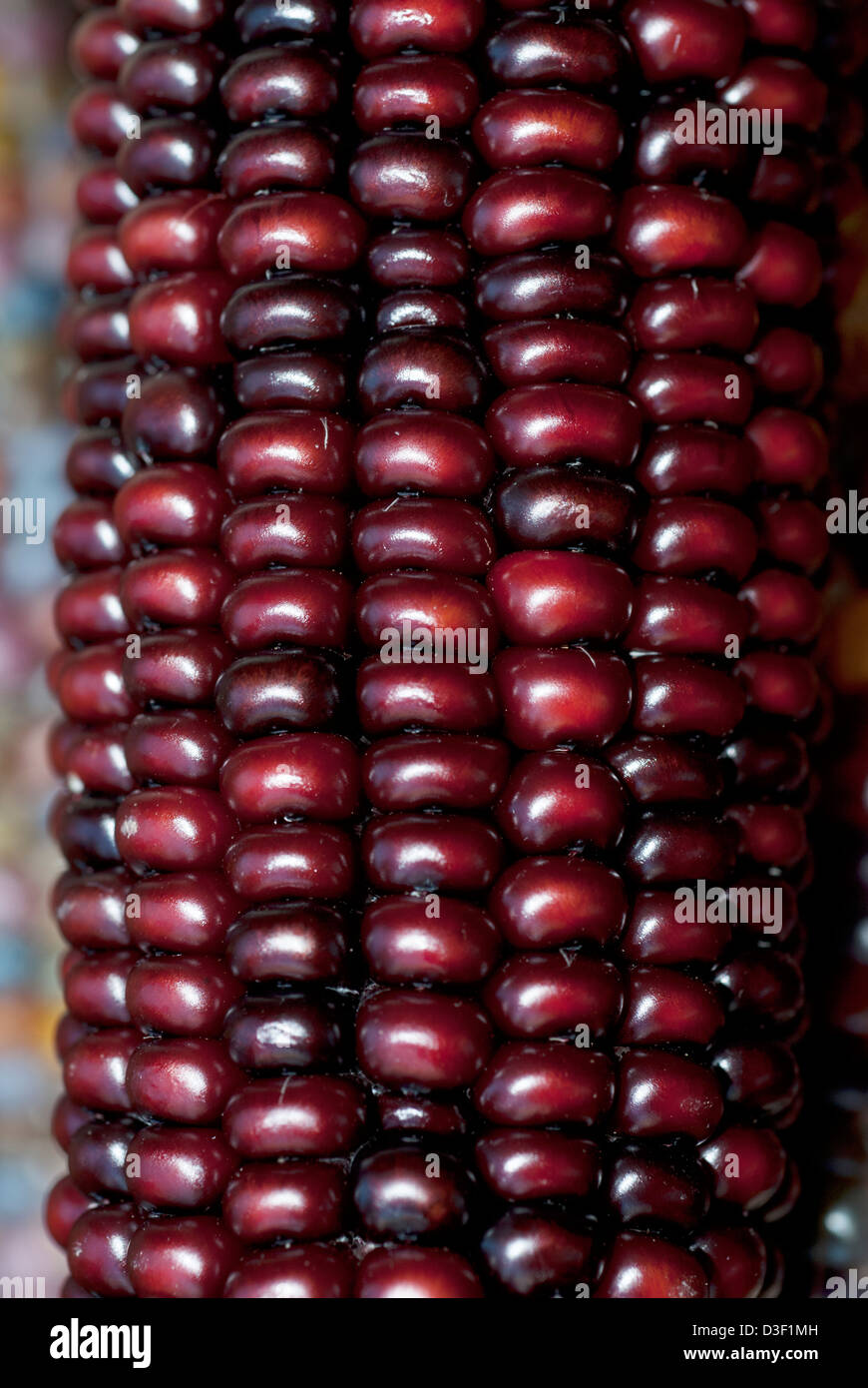 Mais oder Flint Mais, Zea Mays indurata Stockfoto