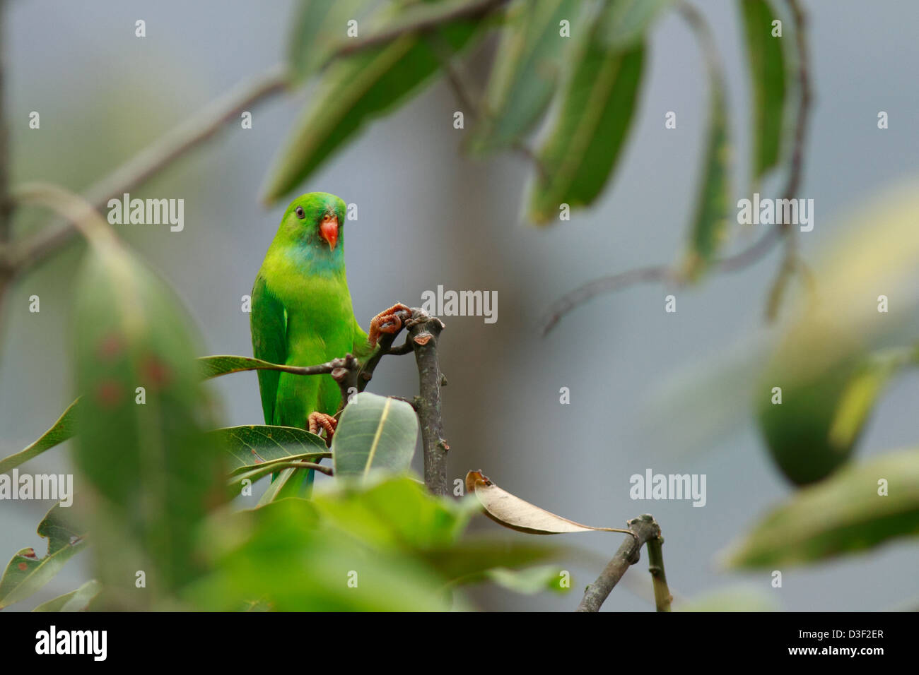 Die Vernal hängen Papagei (Loriculus Vernalis) auf Stockfoto