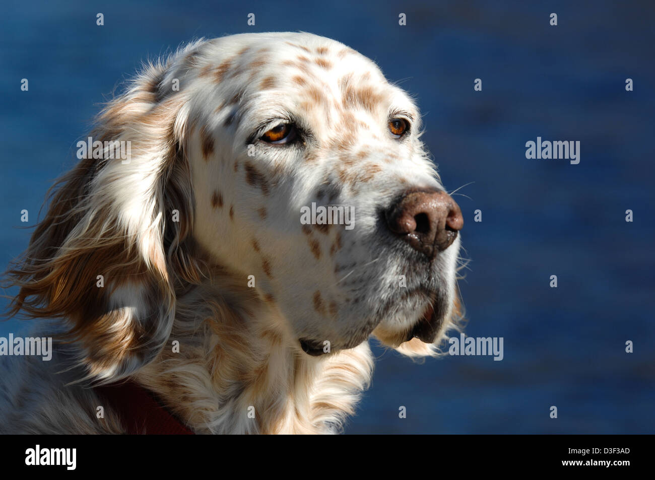 Englisch Setter Hund Profil Stockfoto