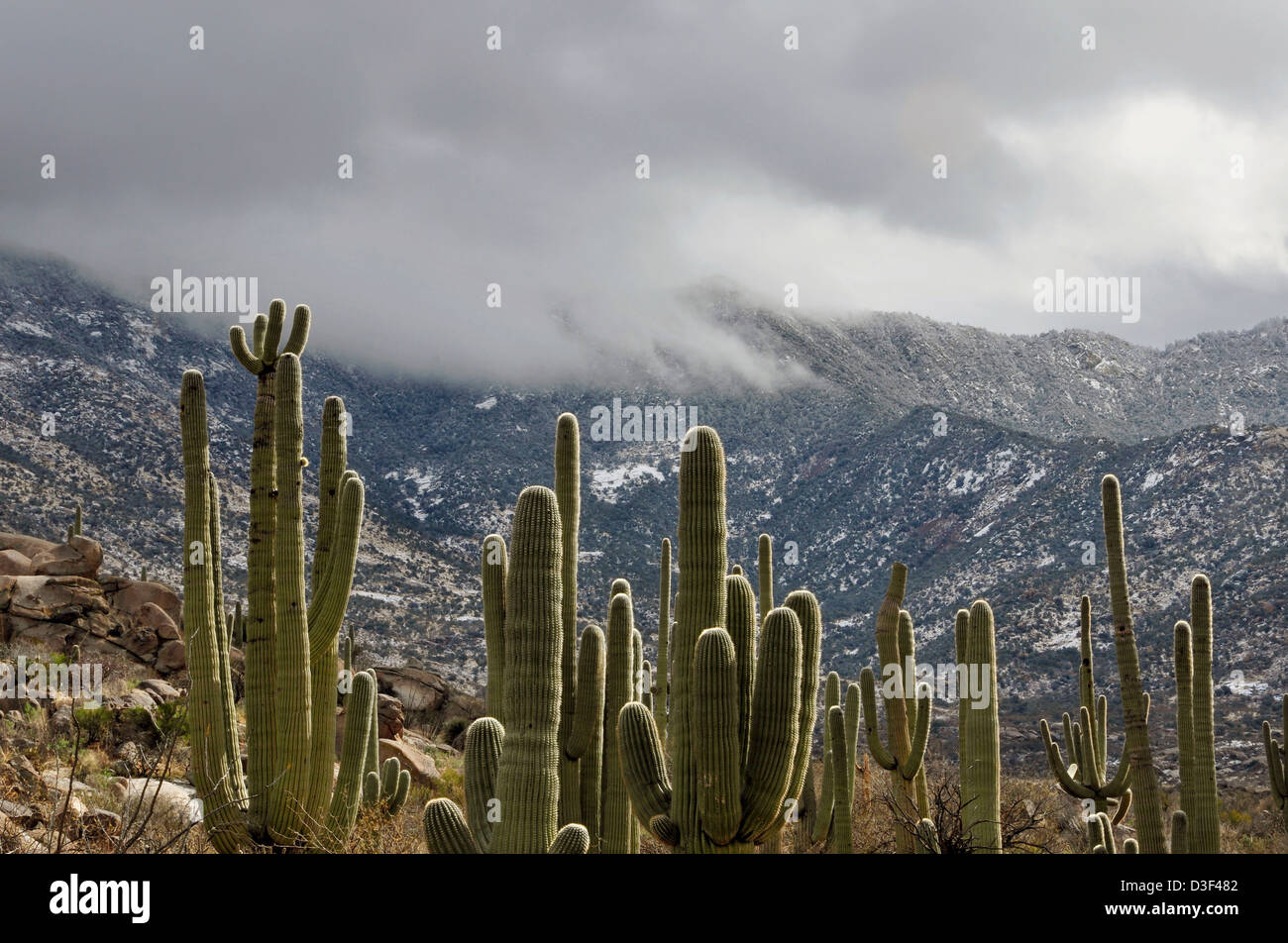 Ein Wintersturm fällt Schnee auf die Santa Catalina Mountains, Coronado National Forest, Sonora-Wüste, Catalina, Arizona, USA. Stockfoto