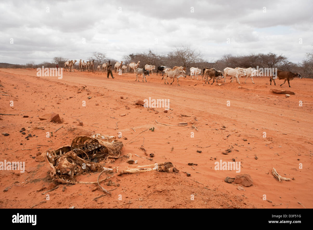 NYTALIYO, Osten KENIAS, 3. September 2009: Adan Hadesama nimmt seine Herde 20 km zum nächsten Bewässerung Punkt vorbei an Toten Kamel Stockfoto