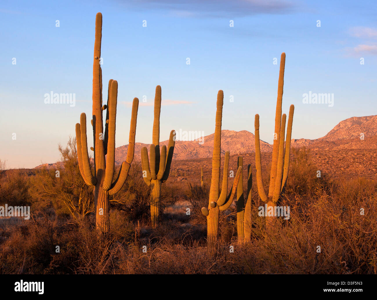 Stellung des Saguaro-Kaktus in Catalina State Park, Arizona, USA Stockfoto