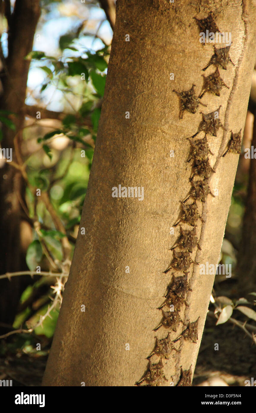 Fledermauskolonie brasilianischen lange Nase (Rhynchonycteris Naso) Schlafplatz in einem Baum - Palo Verde, Costa Rica Stockfoto