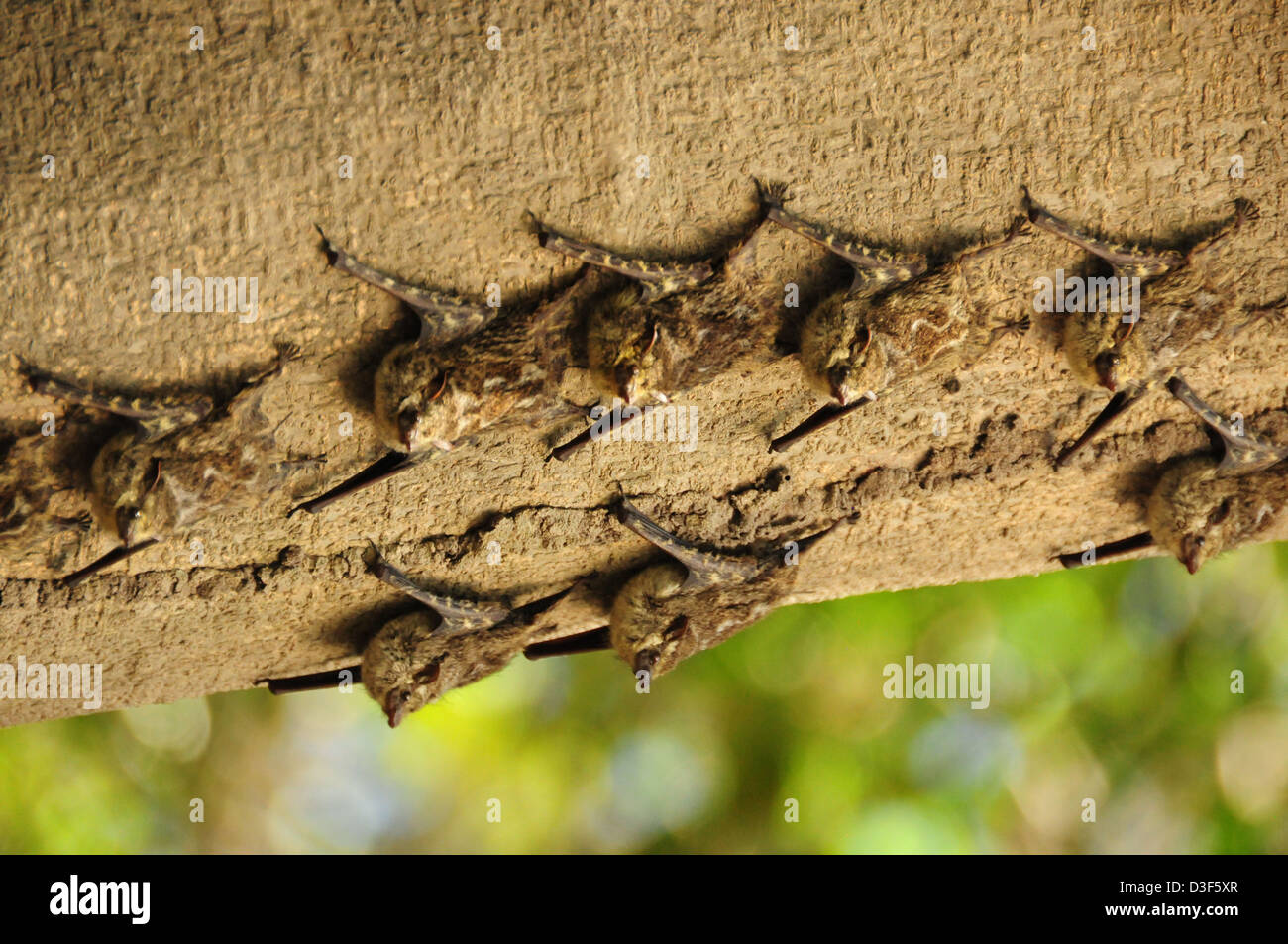 Fledermauskolonie brasilianischen lange Nase (Rhynchonycteris Naso) Schlafplatz in einem Baum - Palo Verde, Costa Rica Stockfoto