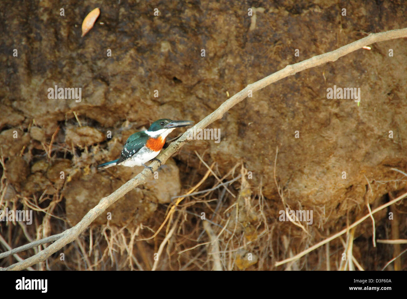 Ein Eisvogel taucht nach unten und schnappt sich eine Garnele im Fluss fliegen zurück nach Niederlassung, die große Mahlzeit zu essen. Stockfoto
