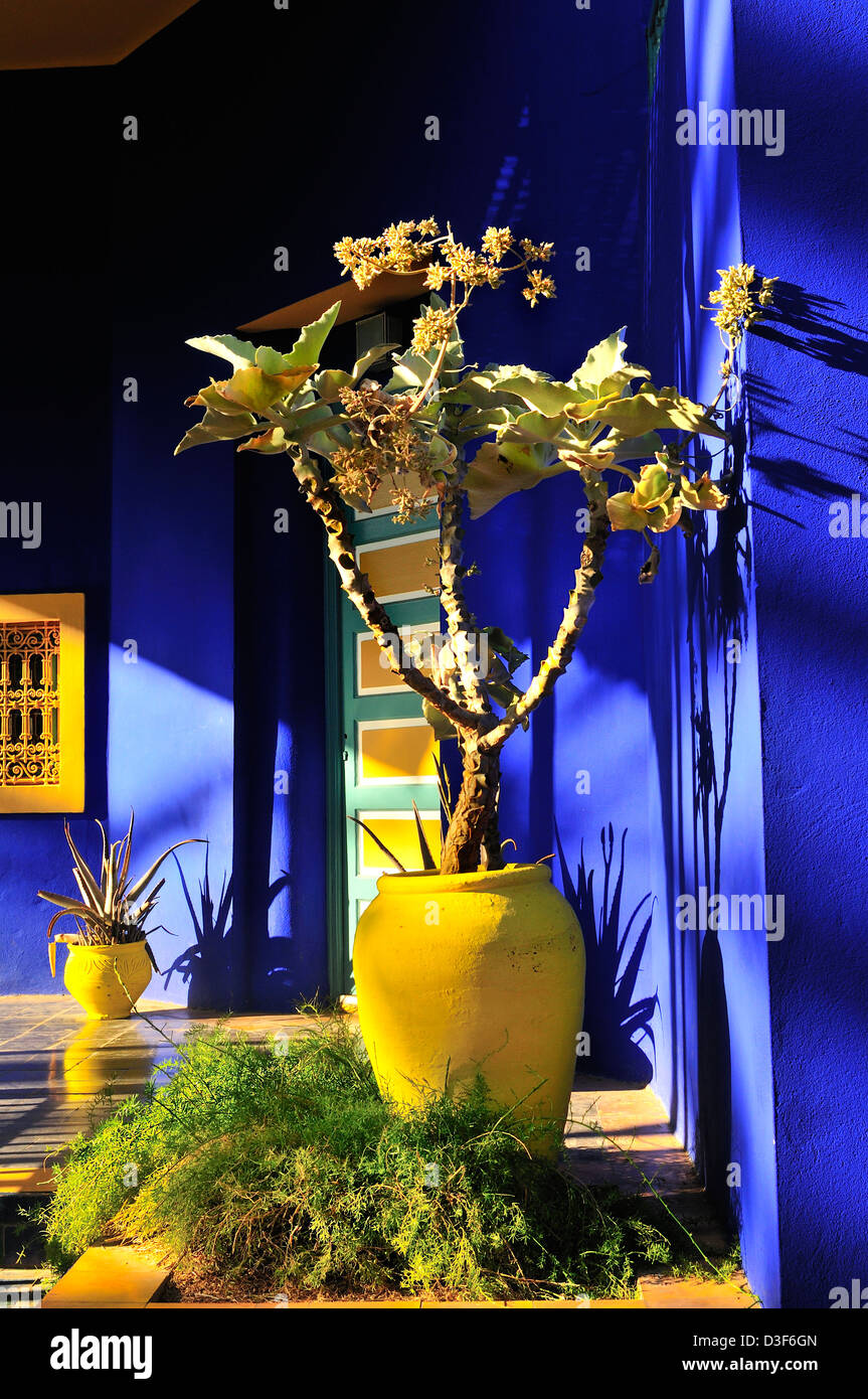 Lebendige Farben - kobalt blau und chrom gelb Kakteen Töpfe schmücken und sein Haus Wände an Majorelle Garten (Jardin Majorelle Marrakesch, Marokko). Stockfoto