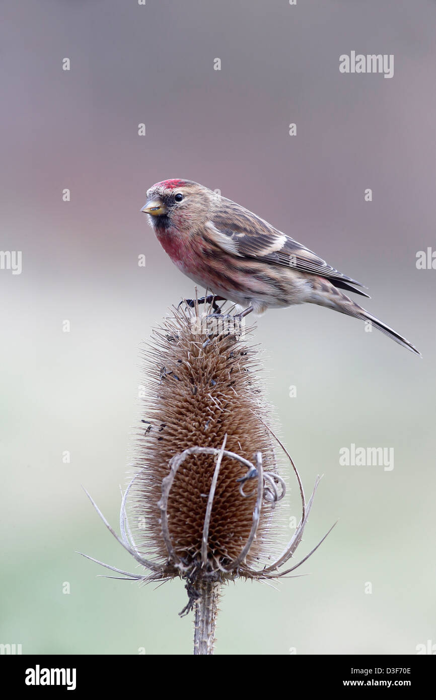 Geringerem Redpoll, Zuchtjahr Kabarett, einziger Vogel auf Karde, Warwickshire, Februar 2013 Stockfoto