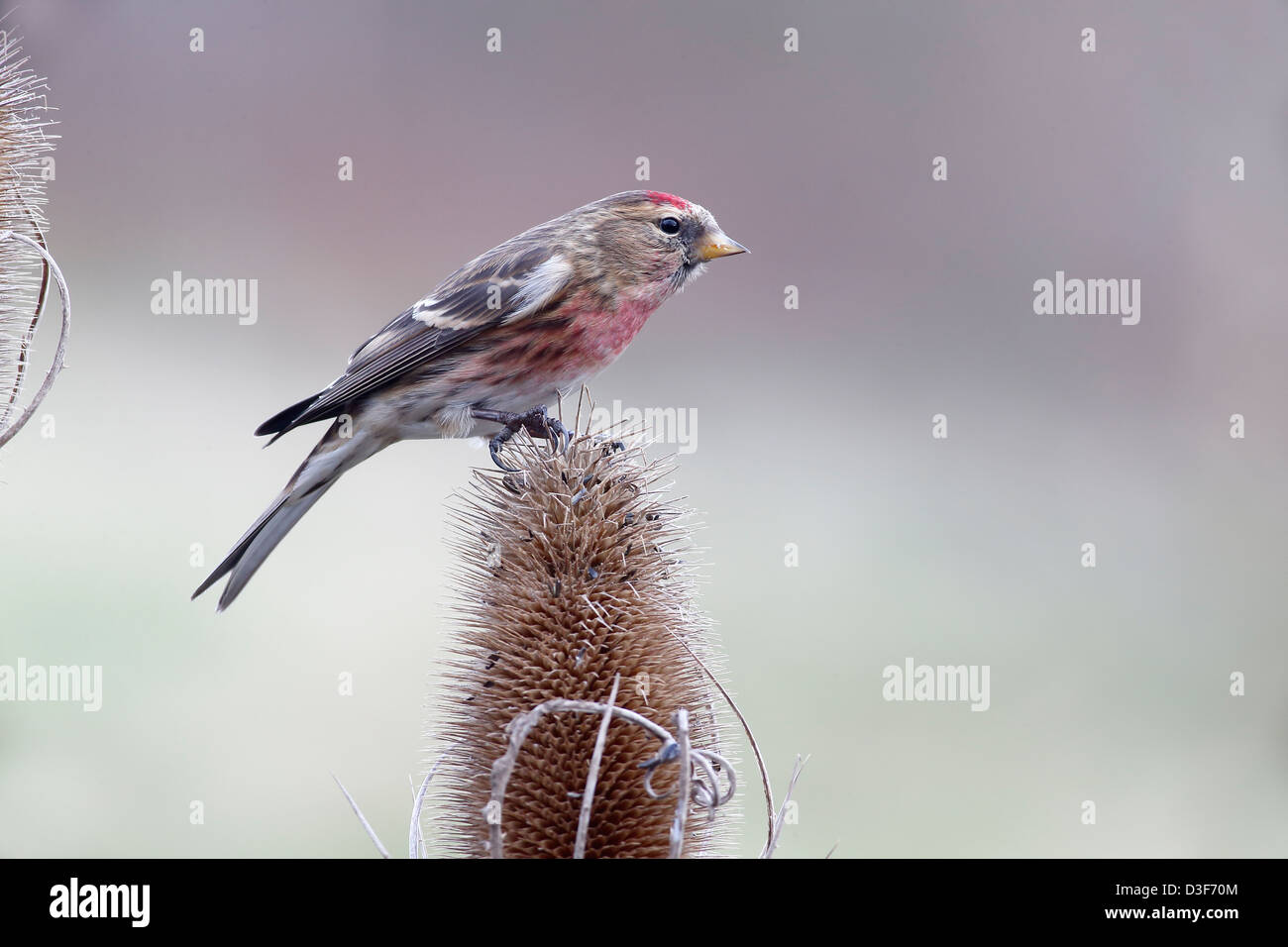 Geringerem Redpoll, Zuchtjahr Kabarett, einziger Vogel auf Karde, Warwickshire, Februar 2013 Stockfoto
