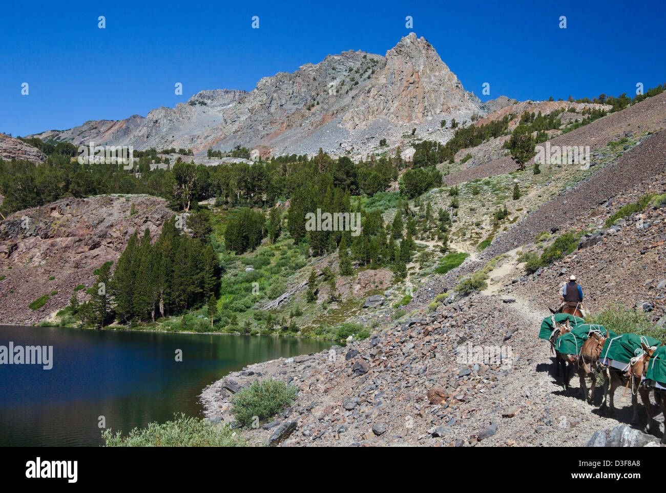 Maultiere tragen Lieferungen für Wanderer Kopf oben Virginia Lakes Trail von Blue Lake in der östlichen Sierra in Nordkalifornien Stockfoto