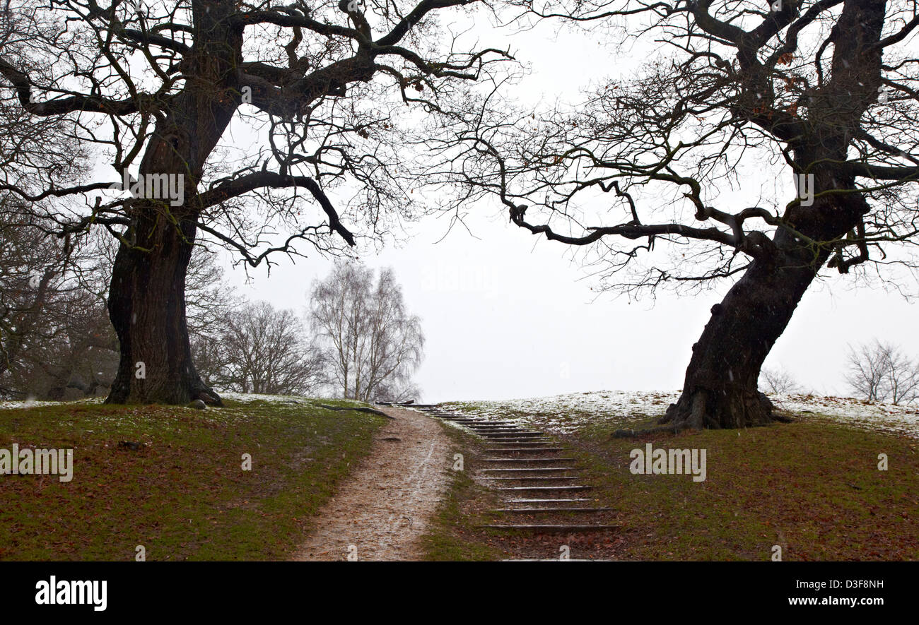 Eiche Bäume Richmond Park London UK Stockfoto