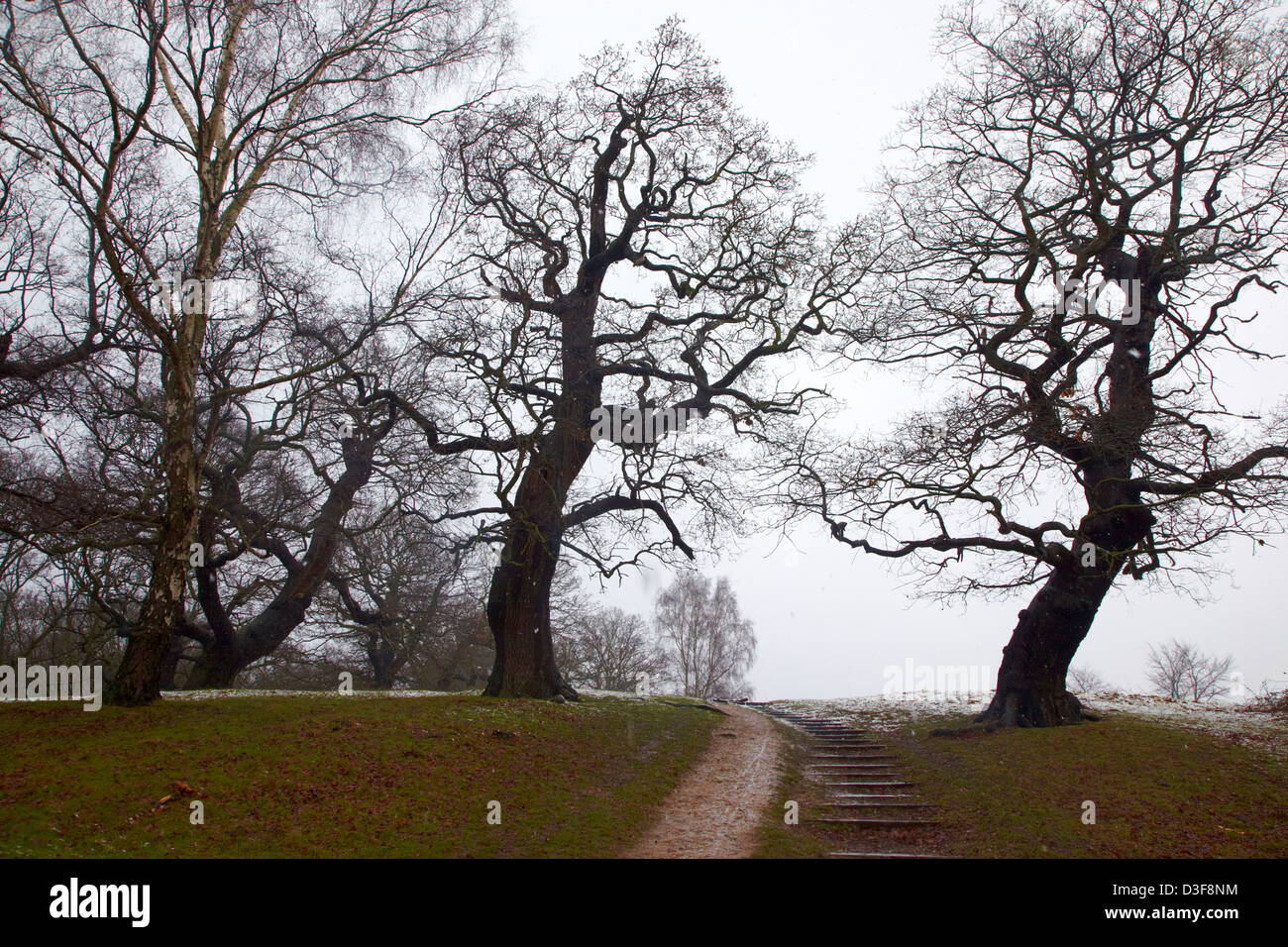 Eiche Bäume Richmond Park London UK Stockfoto