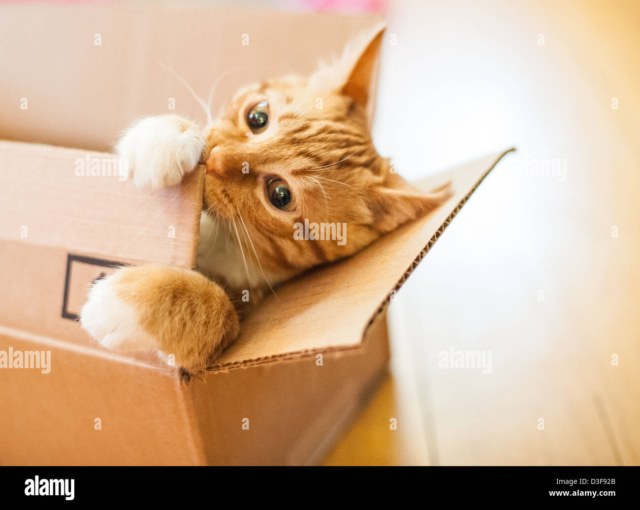 Vier Monate alte orange Tabby Cat kauen auf einem Karton Stockfoto
